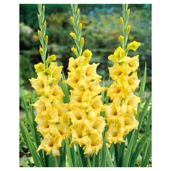 Gladiolas lielziedu Nova Lux 12/14 60gab