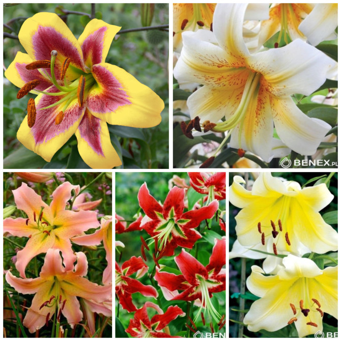 Lilijas kokveida 5 OT hibrīds izlase 15/18 50gb