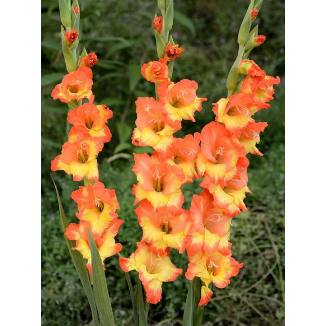 Gladiolas lielziedu Princess Margaret Rose 14+ 60gab