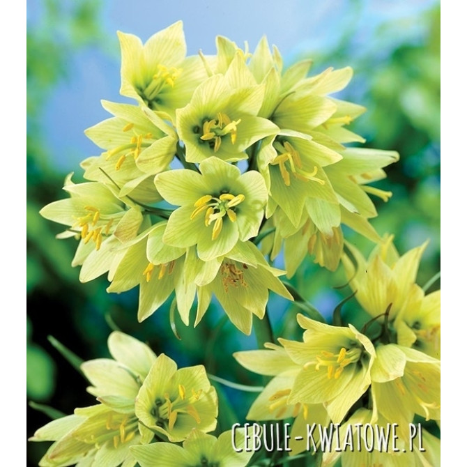 Fritilārija karaliskā RADDEANA 16/+ 6gab