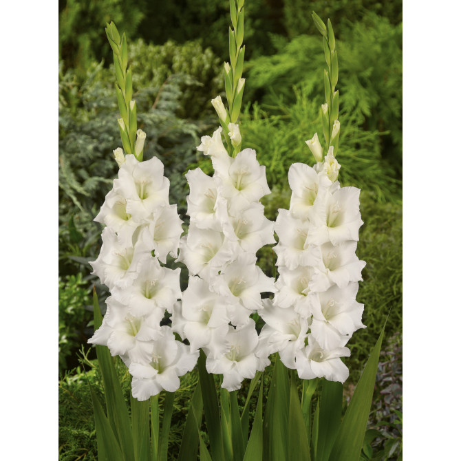 Gladiolas Nova Zembla 12/14 60gab