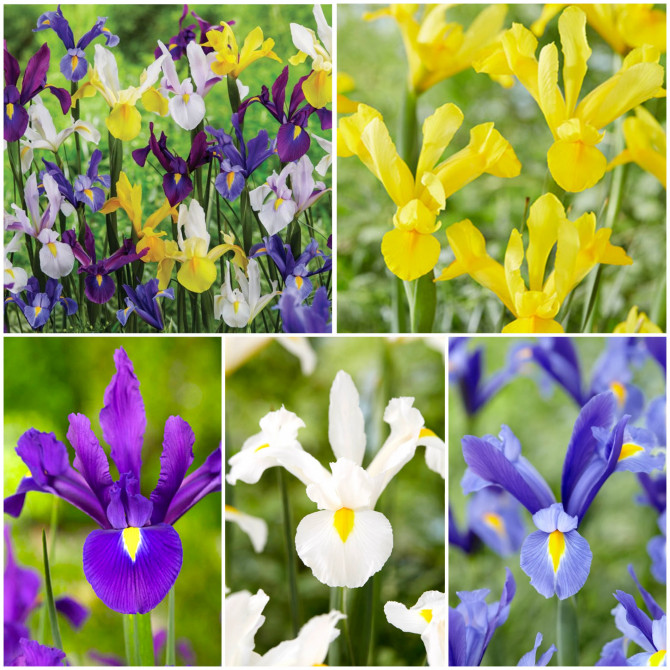 Īrisi Holandes Izlase 8/+ 5šķ. 250gab