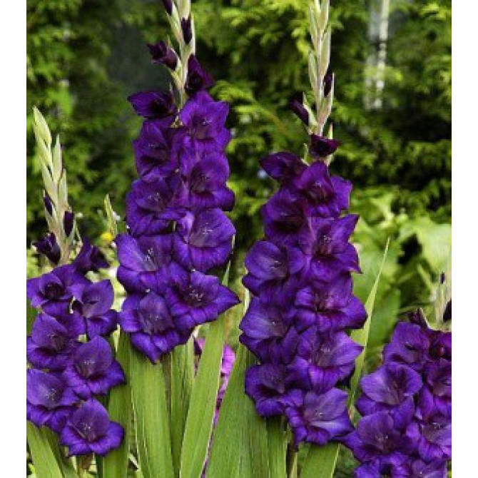 Gladiolas lielziedu Purple Flora 12/14 60gab