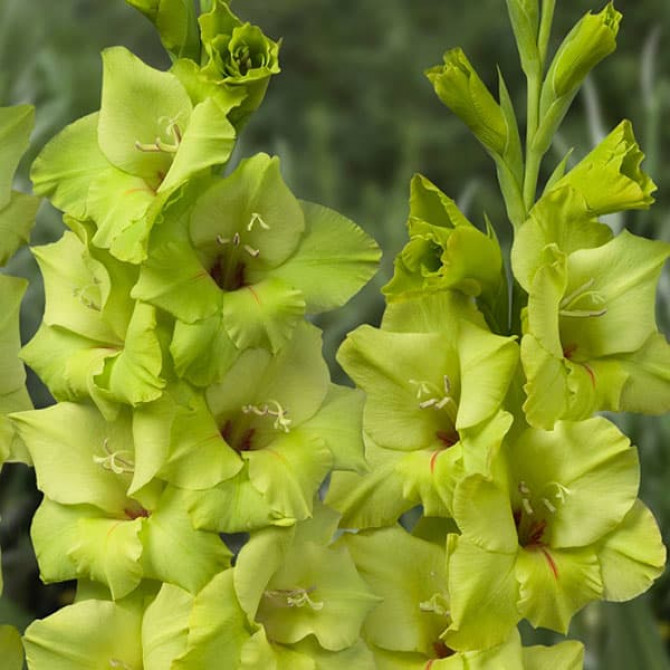 Gladiolas lielziedu PRIMA VERDE 12/14 60gab