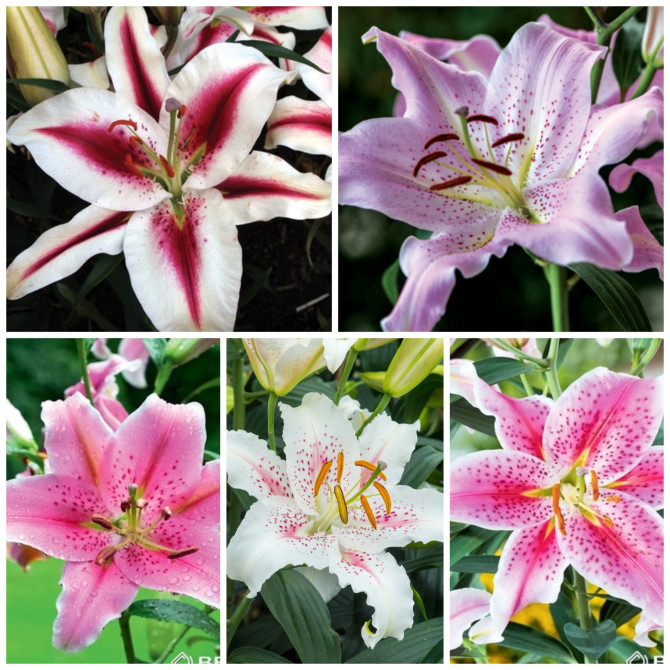 Lilijas Austrumu Izlase Nr.1, 18/20 40gab