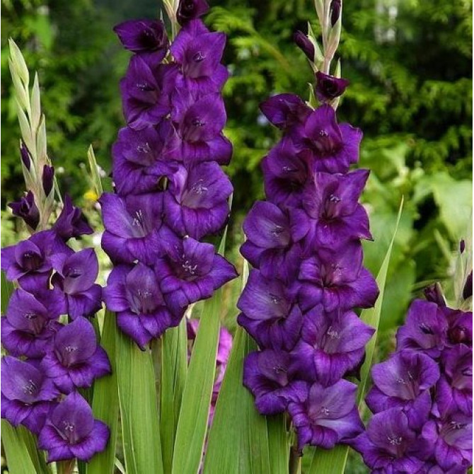 Gladiolas Volbeat 14/+  60gab