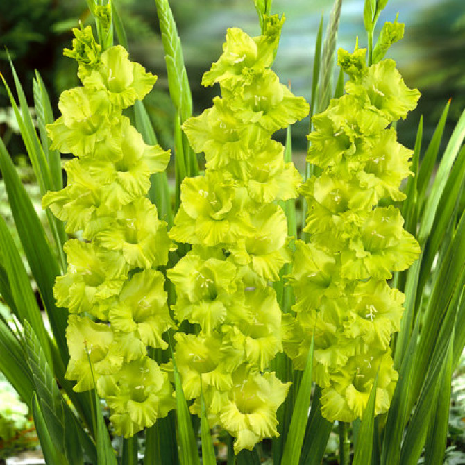 Gladiolas lielziedu Green Star 14+ 60gab