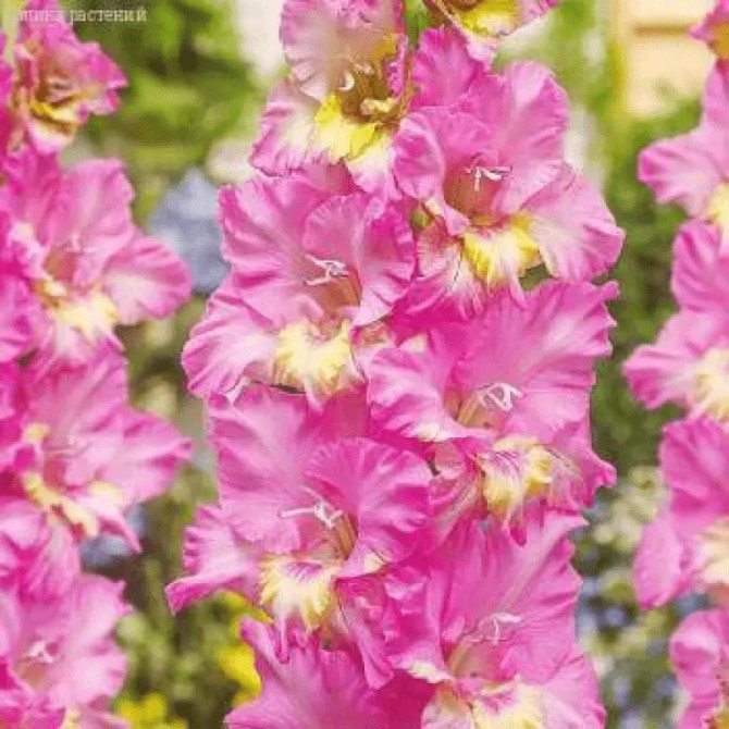 Gladiolas Extravert 12/14 60gab