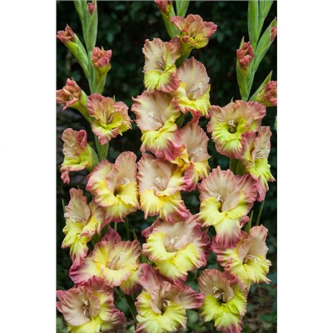 Gladiolas lielziedu CONCA VERDE 12/14  60gab