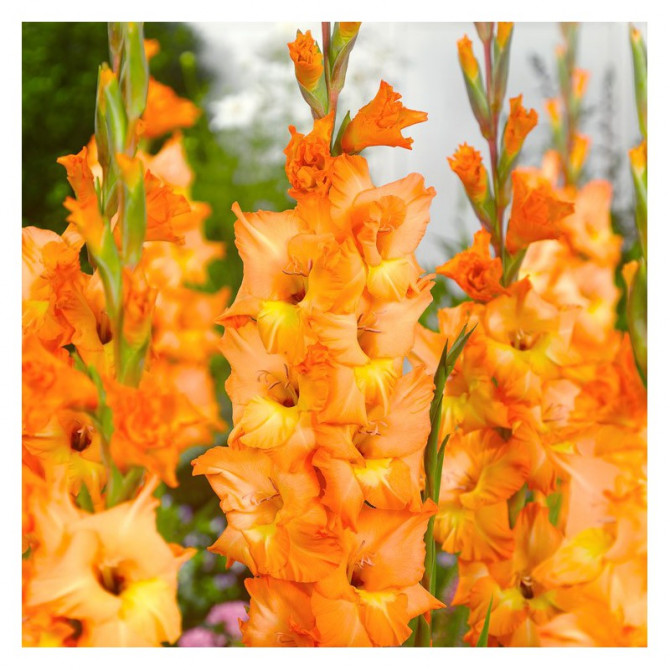 Gladiolas lielziedu Olympic Flame  12/14 60gab