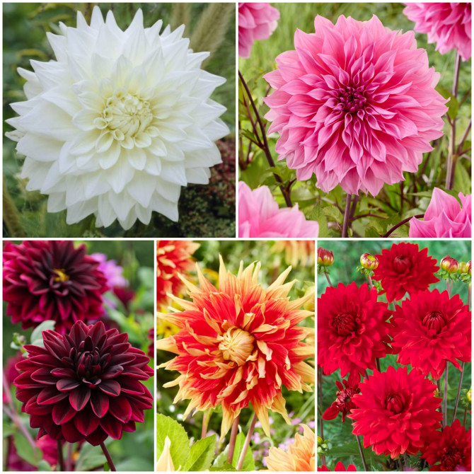 Dālijas dekoratīvās Izlase Nr.3 5šķ. 20gab