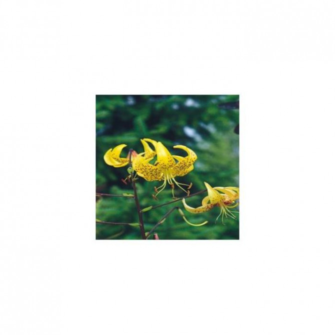 Lilijas Tīģerlilijas Yellow Tiger 16/18 20gab