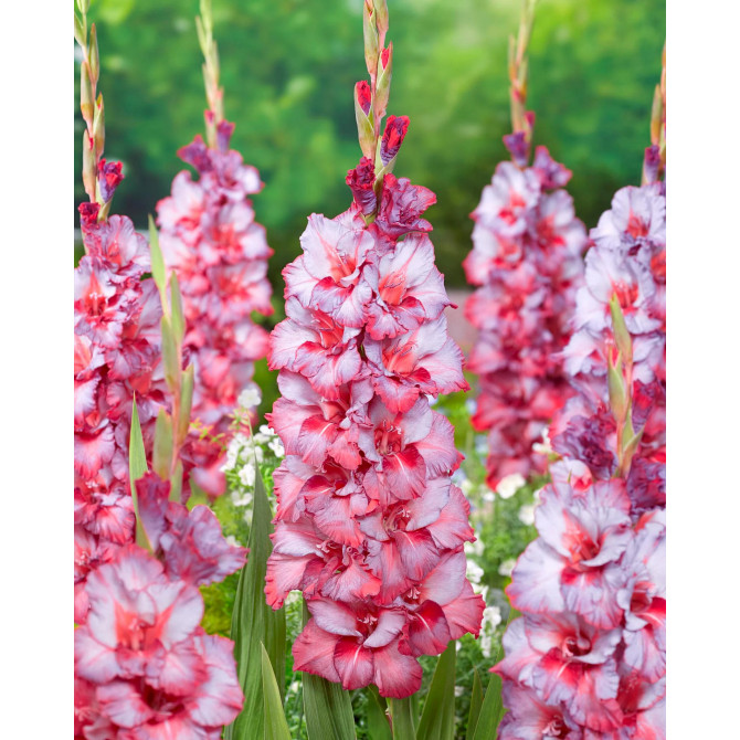 Gladiolas lielziedu Ted’s Trump 12/14 60gab