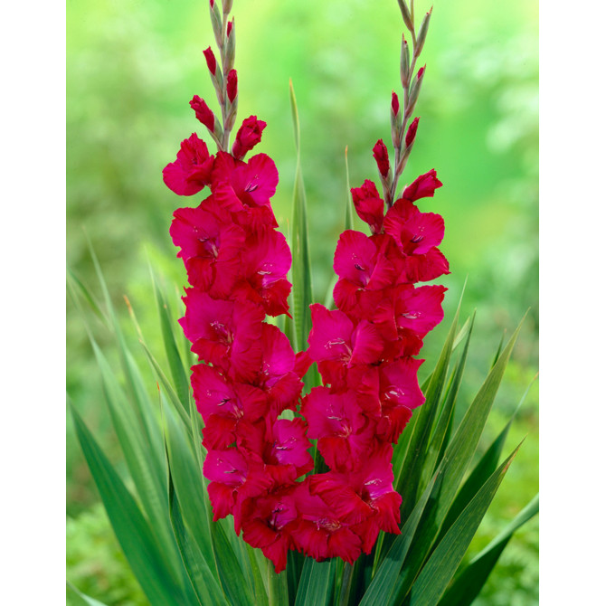 Gladiolas lielziedu Plum Tart 14+  60gab