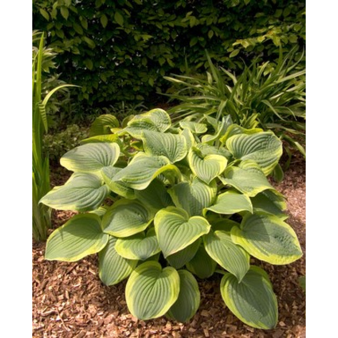 Hostas Abiqua Moonbeam 6gab