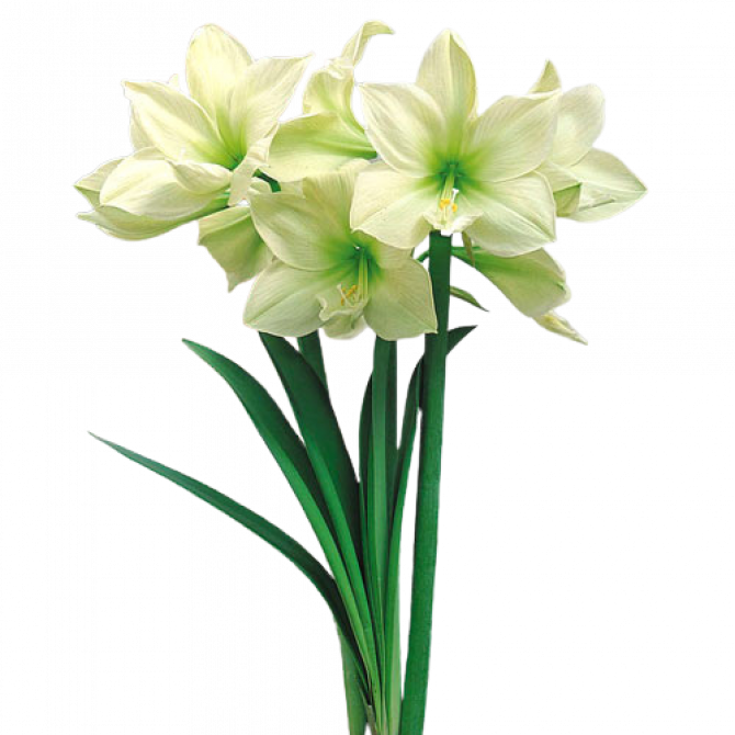 Amarillis Hipeastrs Limona  22/24 6gab