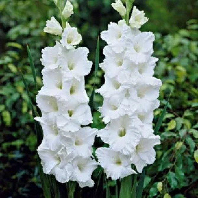 Gladiolas krokainās lielziedu Snowy Ruffle 12/14 60gab