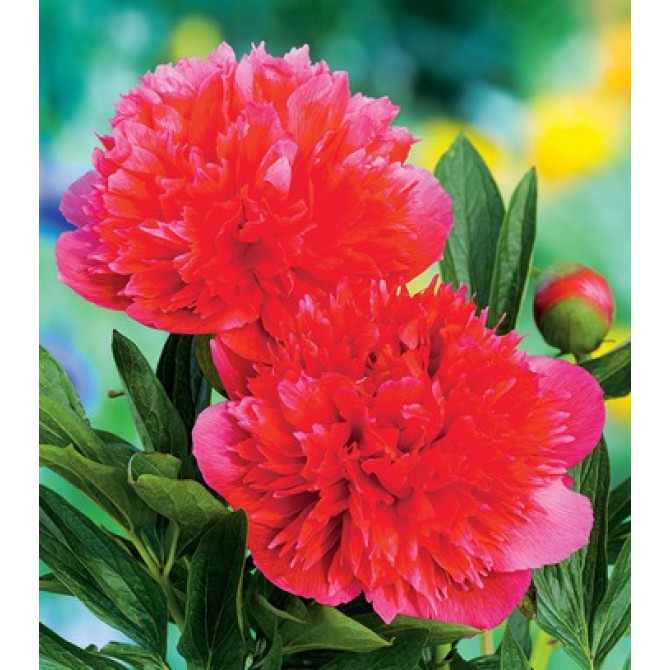 Peonijas Rubra Plena 2/3 4 gab