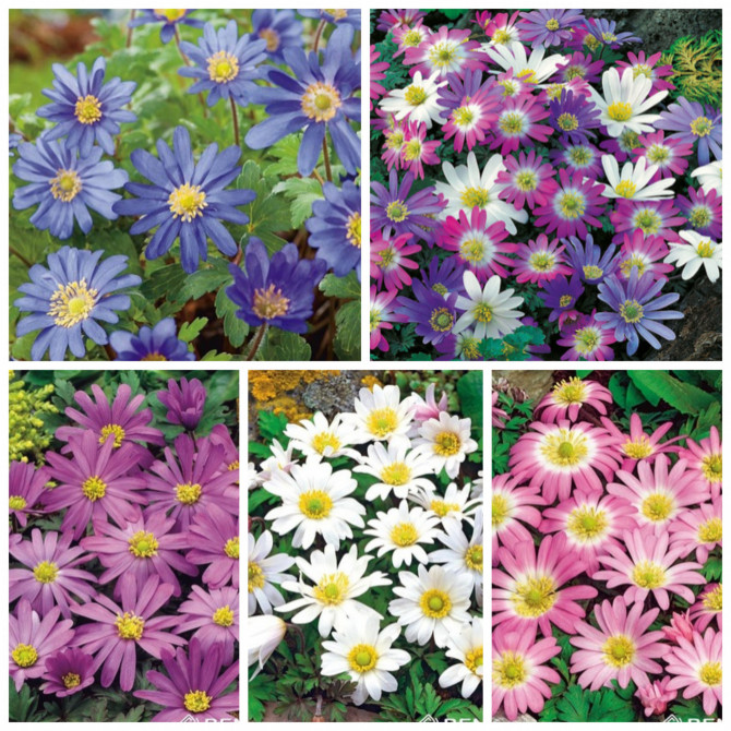 Anemones Blanda izlase 5/+ 500gb