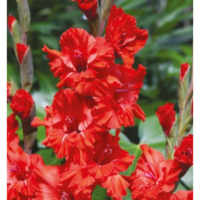 Gladiolas krokainās lielziedu Fire Ruffle 12/14 60gab