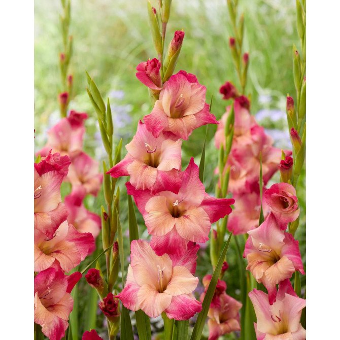 Gladiolas Apricot Bubblegum 12/14 60gab