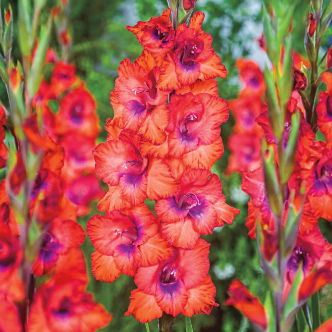 Gladiolas lielziedu TRICOLOR 12/14 60gab