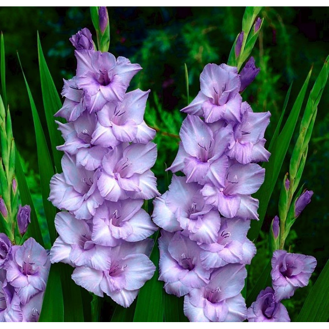 Gladiolas lielziedu Blue Tropic 12/14 60gab