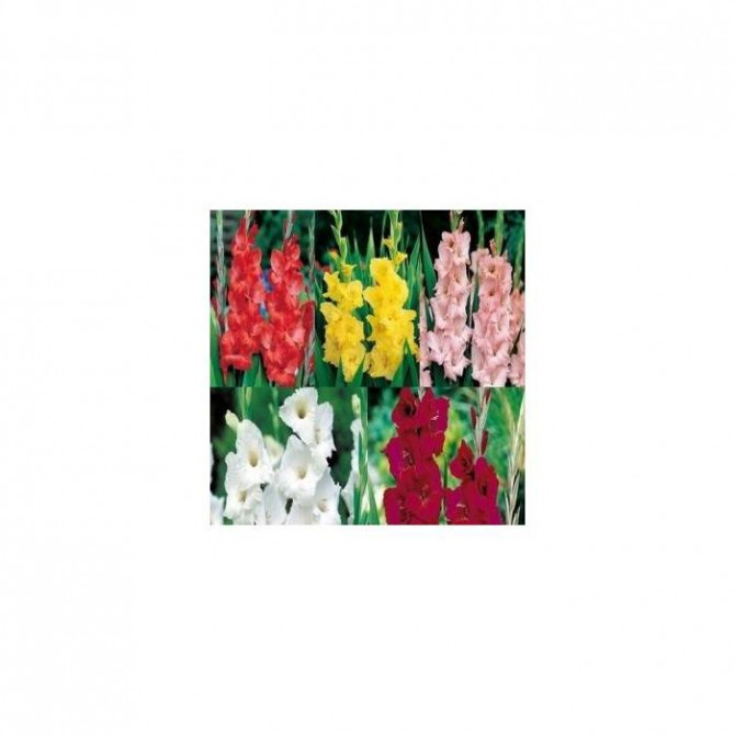 Gladiolas lielz. Izlase NR.2 14/+ 5šķ. 300gab