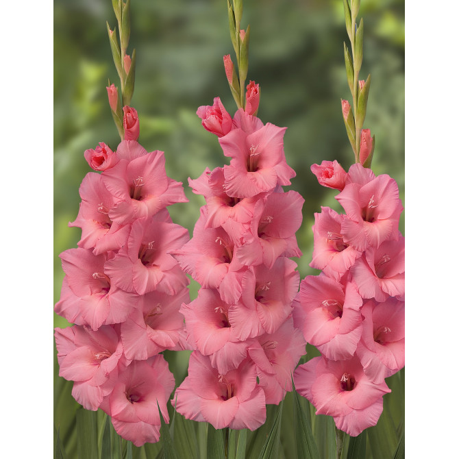 Gladiolas Fortarosa 12/14 60gab