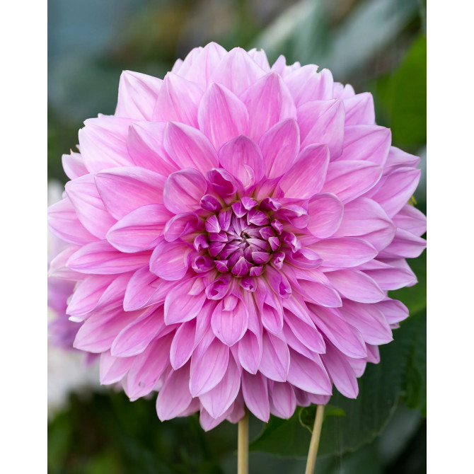 Dalijas dekoratīvās Lavender Perfection 8gab