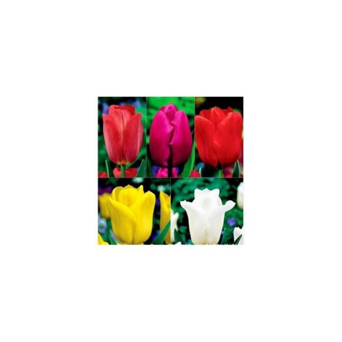 Tulpes Triumfa gr. Izlase NR.4, 12/+250gab 