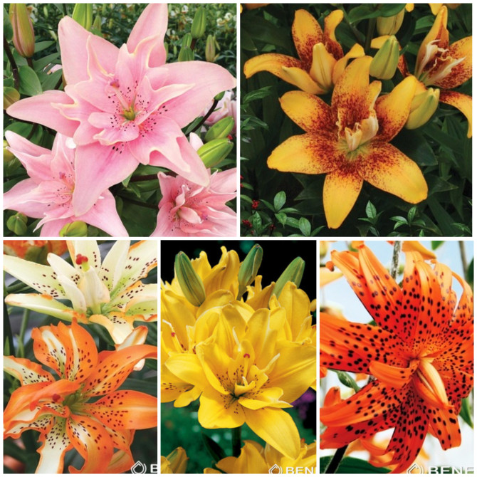 Lilijas Āzijas pildītās Izlase 16/18, 5šķ.100gab