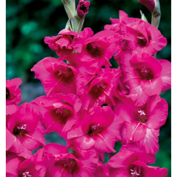 Gladiolas Kenia 12/14 60gab