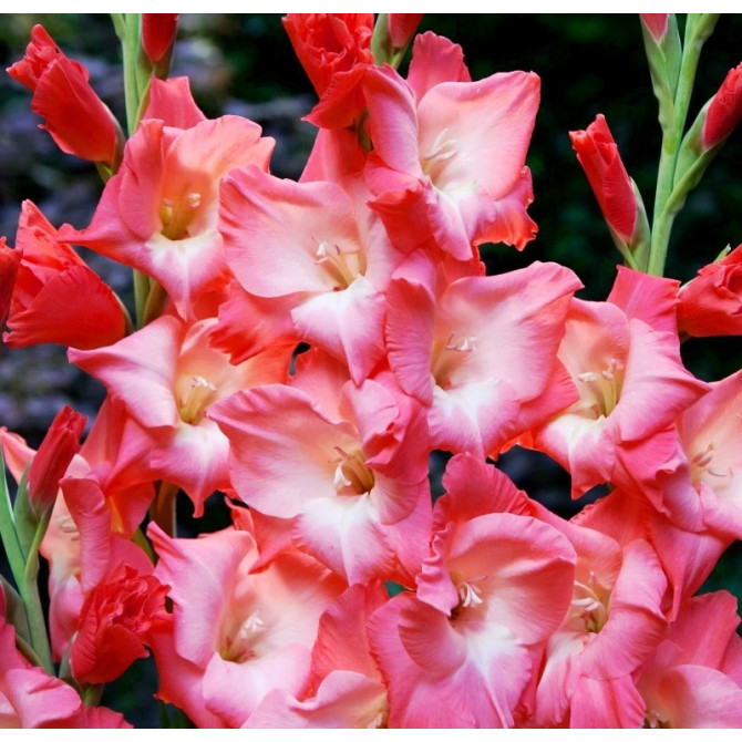 Gladiolas lielziedu SOGNO 12/14  60gab