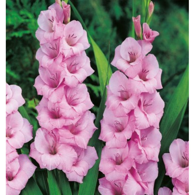 Gladiolas lielziedu ROZĀ 10/12 60gab