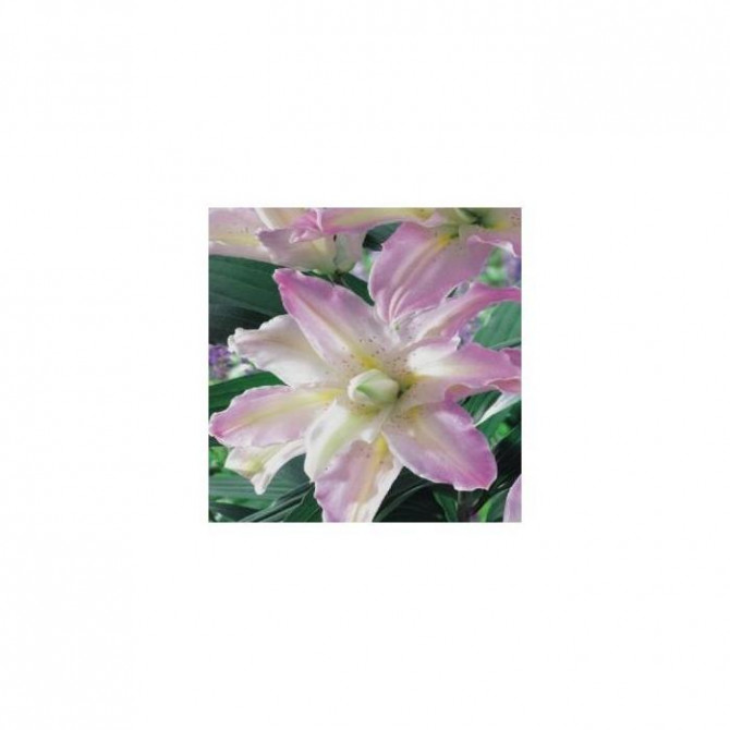 Lilijas Āzijas pildītās SPRING PINK  14/16 20gab