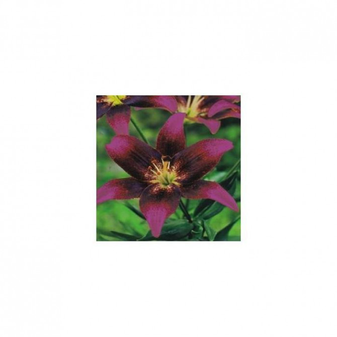 Lilijas Āzijas divkrāsu PURPLE EYE  16/18 20gab