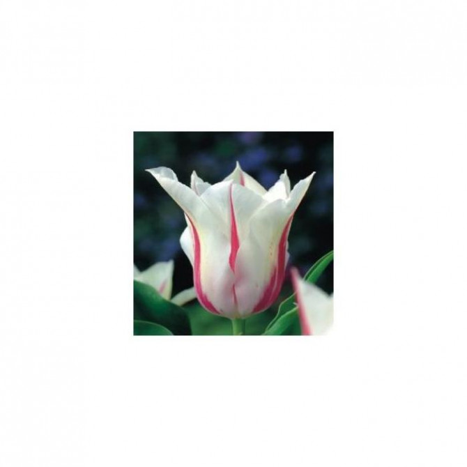 Tulpes lilijziedu MARYLIN 11/12 50gab