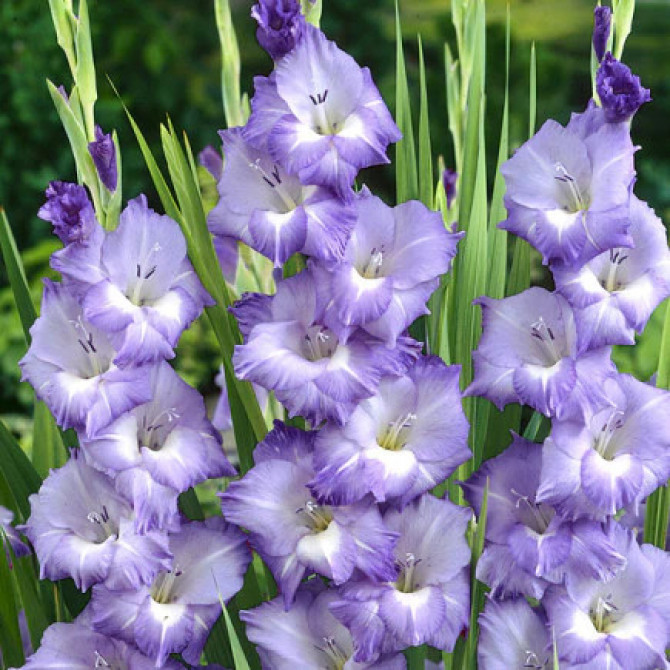 Gladiolas Blue Storm 12/14 60gab