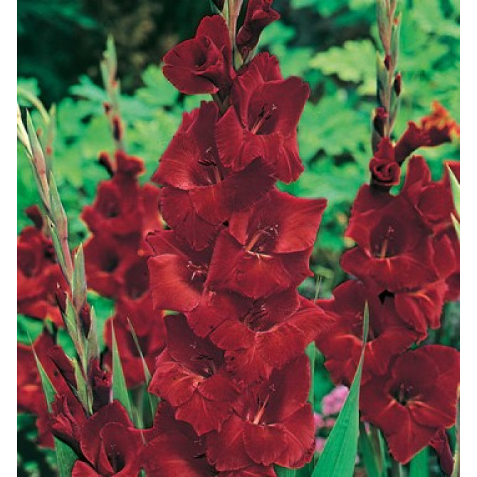 Gladiolas lielziedu Oscar 12/14 60gab