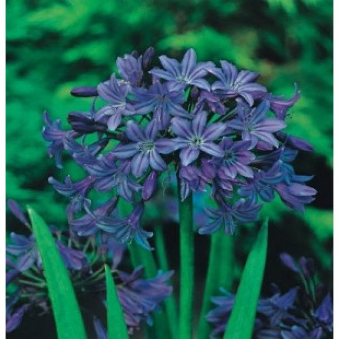 Agapants jeb Āfrikas lilija Violeti zilas 8gab