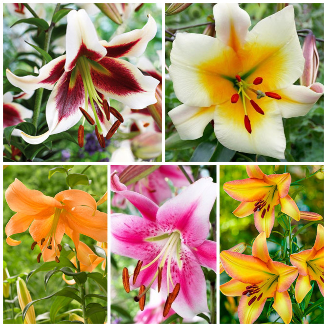 Lilijas OT Izlase Nr.1 16/18, 5šķ 80gab