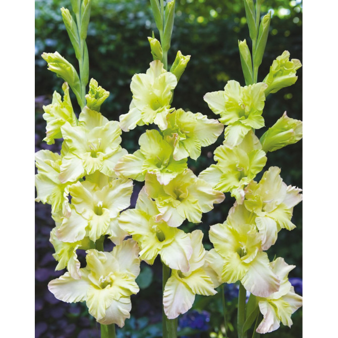 Gladiolas lielziedu ALICIA 12/14 60gab