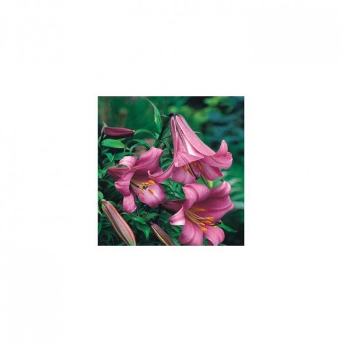 Lilijas Trompetlilijas Pink Perfection 16/18 20gab