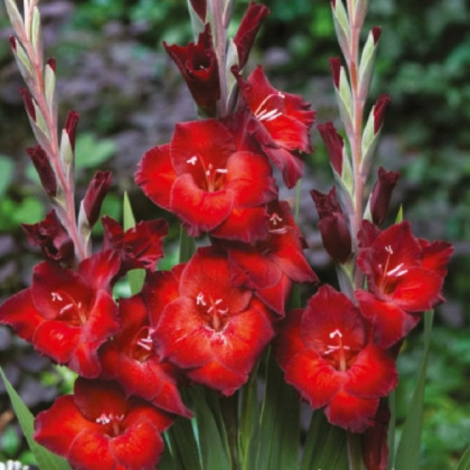 Gladiolas lielziedu AZURO 12/14 60gab