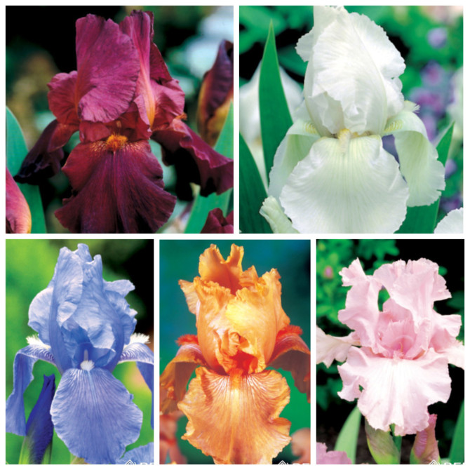 Īriss cildotais Izlase Nr.1, 20gab