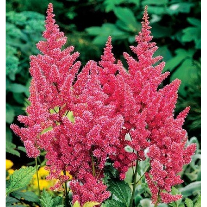 Astilbes Mainz 8gab