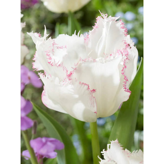 Tulpes bārkstainās Lady Smile 11/12 30gab