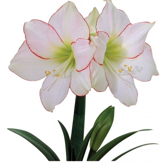 Amarillis Hipeastrs PICOTEE 22/24 6gab