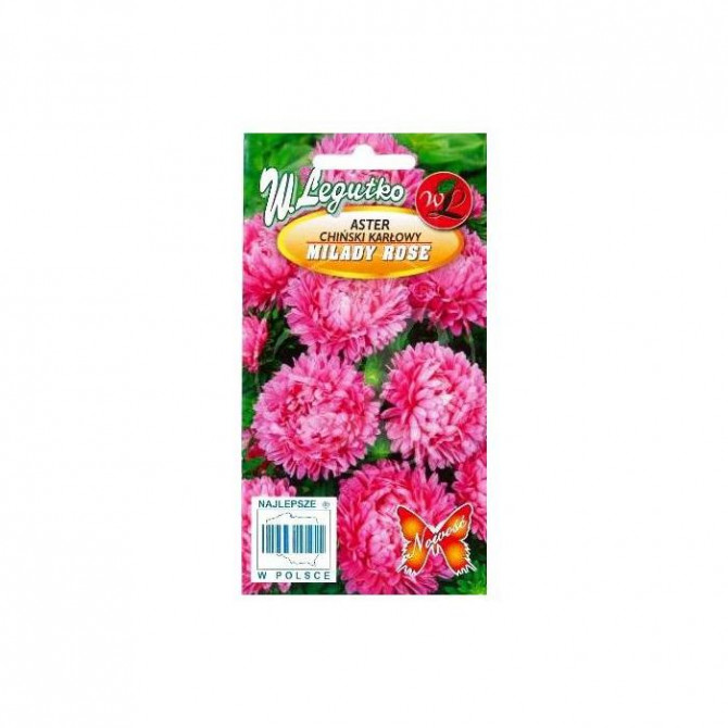 Asteres zemās Milady Rose 1g